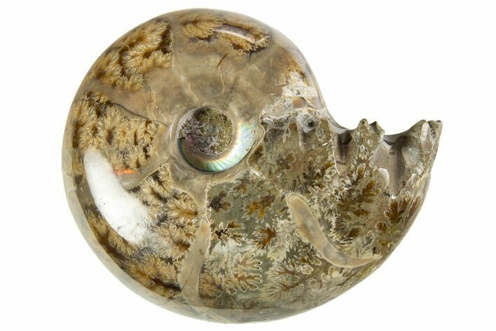 Polished Ammonite (Eotetragonites?) Fossil - Madagascar #327768